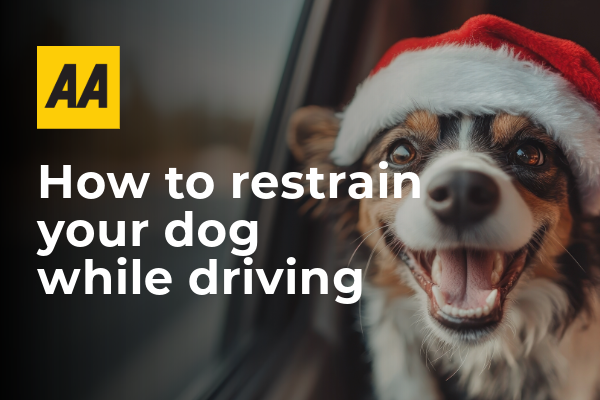 Driving with dogs - how to safely restrain your pet