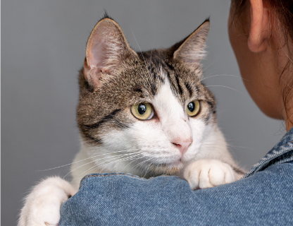 Pet Insurance | Provided by Blue Insurance
