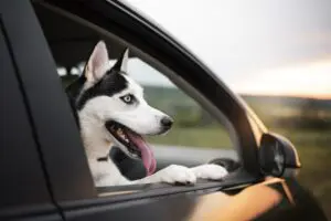 Is Pet Insurance and option