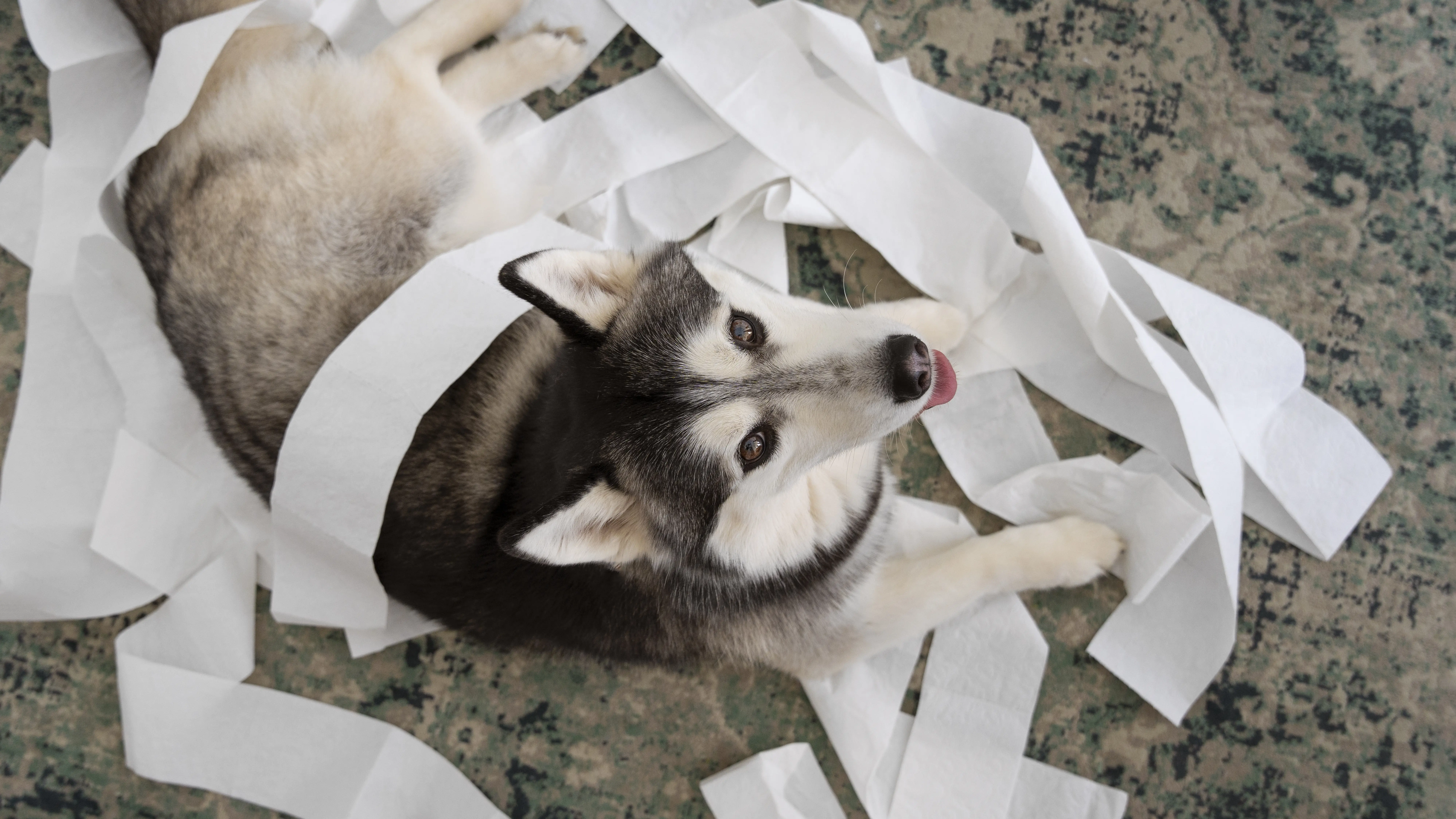 Shredded curtains and scratched furniture caused by a cat, illustrating common pet-induced household damages.