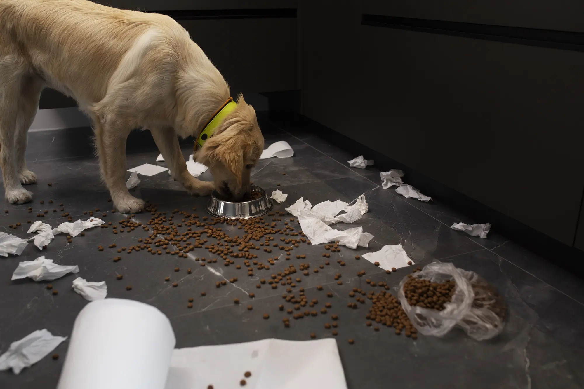 A pet owner reviewing insurance documents, emphasizing the importance of understanding coverage for pet damage.