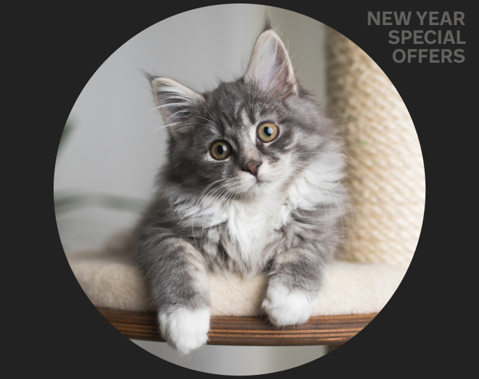 Pet Insurance Ireland, Pet Insurance, Best pet Insurance Ireland, Pet Insurance Comparison Ireland, Pet Insurance Quotes, Best Pet Insurance