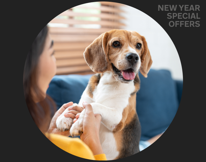 Pet Insurance Ireland, Pet Insurance, Best pet Insurance Ireland, Pet Insurance Comparison Ireland, Pet Insurance Quotes, Best Pet Insurance