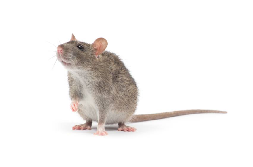 Protecting your home against rodents - AA Ireland
