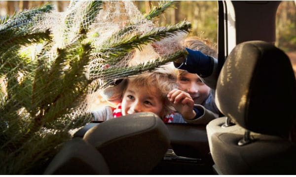 Getting your Christmas tree home safely