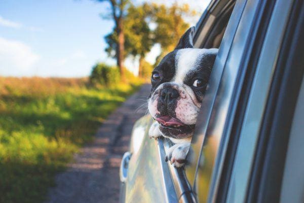 13% of drivers involved in incident with an animal, AA finds.