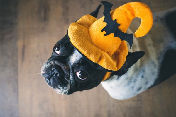 How to keep your pet safe at Halloween