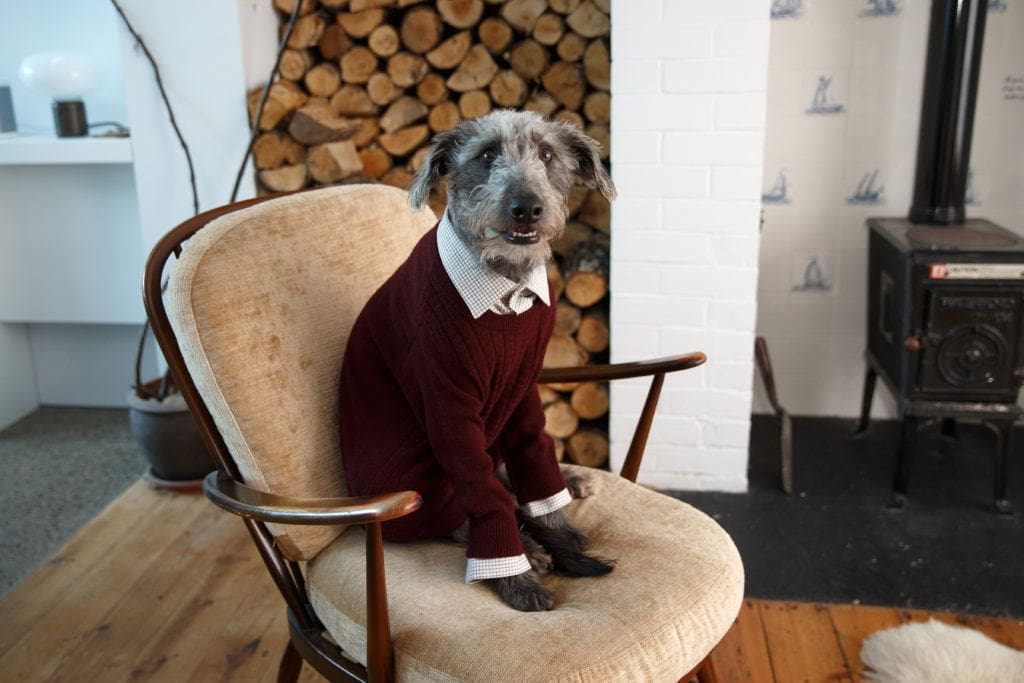 How to make your home dog-safe