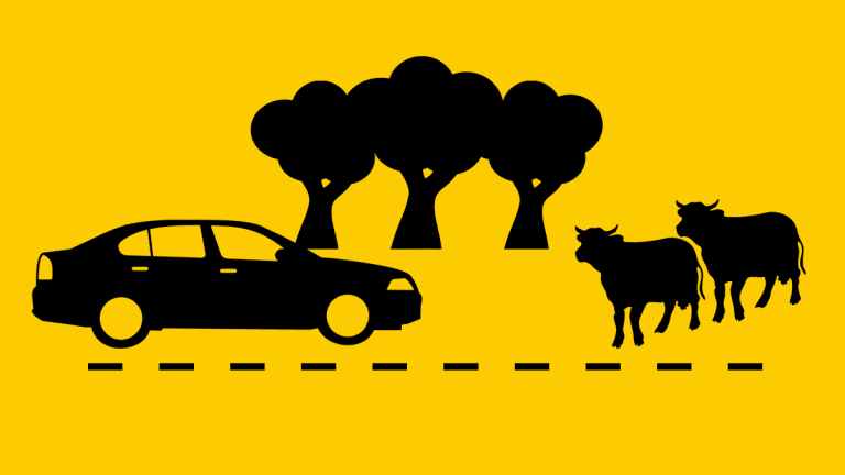 Animals on the road - what do you do?