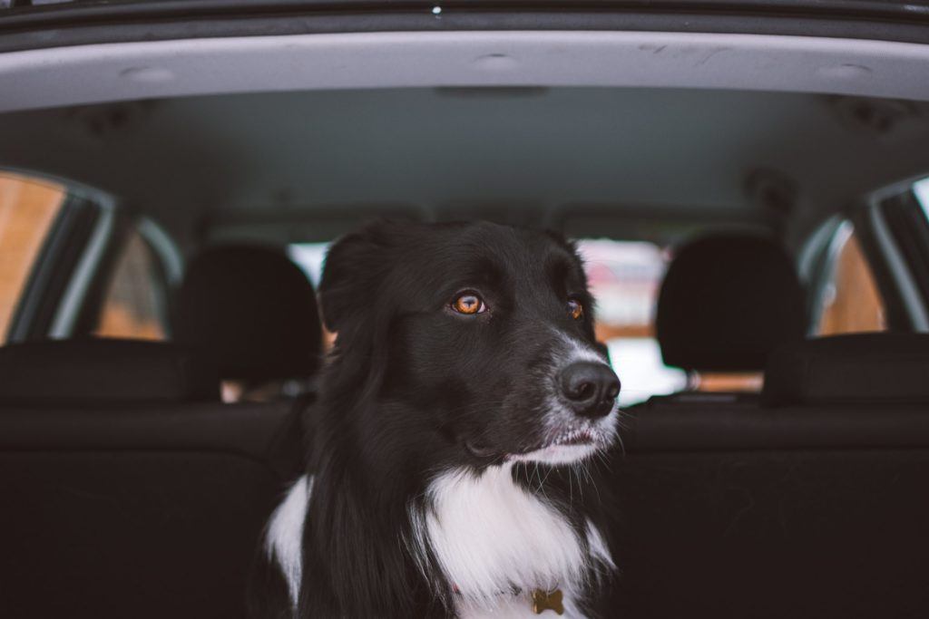 Driving with dogs - how to safely restrain your pet