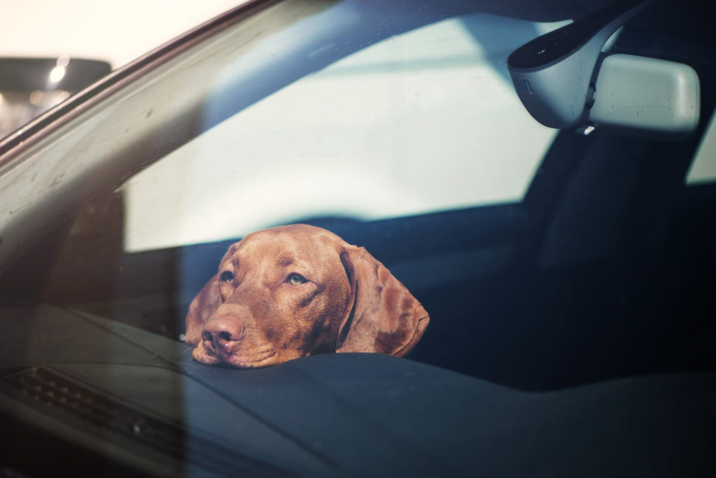 AA reminds motorists to keep animals safe on the road this summer