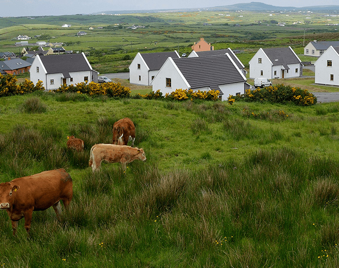 Irish cottages with cattle in the background