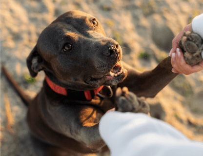 Pet Insurance