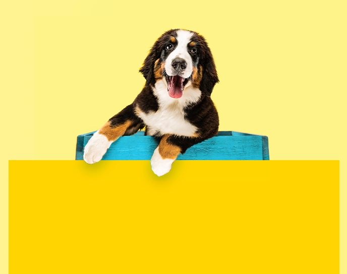 Dog in a green box
