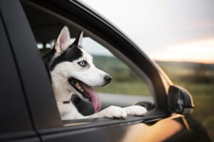 Is Pet Insurance and option