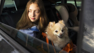 will my car insurance cover pet-related damage, pet insurance, car insurance