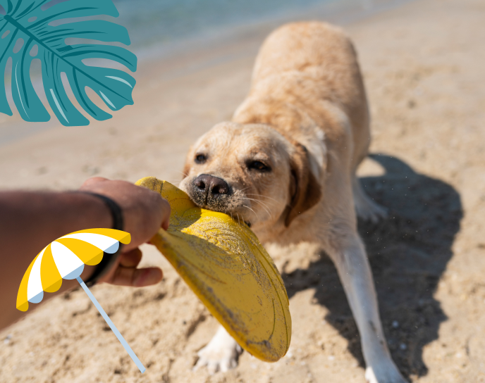Pet Insurance Ireland, Pet Insurance